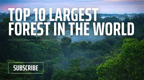 Top 10 Largest Forests In The World Youtube