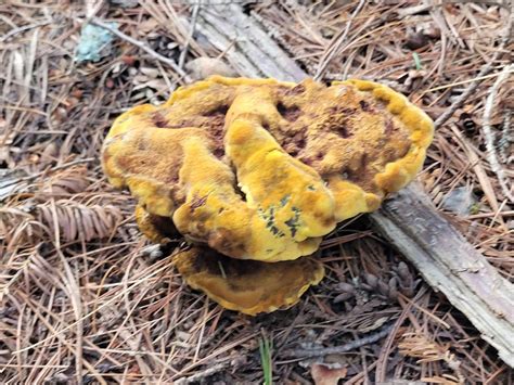 mystery mushroom r mycology