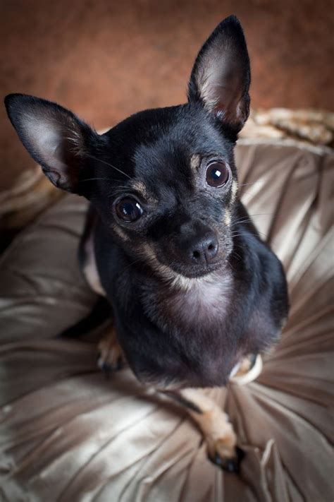 73 Black And Tan Long Haired Chihuahua For Sale Pic Bleumoonproductions