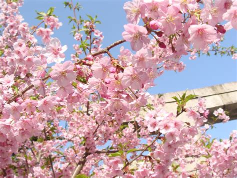 Darmowe Zdjęcia Wiśnia Wiosna Fukuoka Japonia Kwitnąć Różowy
