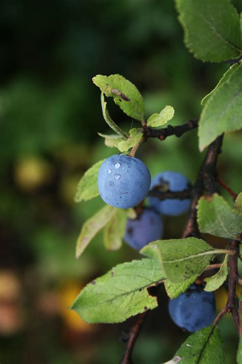 Free Images Tree Nature Branch Blossom Fruit Leaf Flower Food