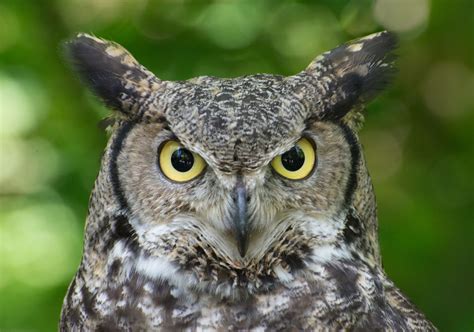 Fast Fact Great Horned Owls