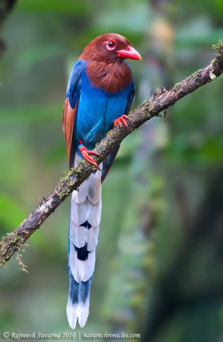 Sri Lanka Blue Magpie Alchetron The Free Social Encyclopedia