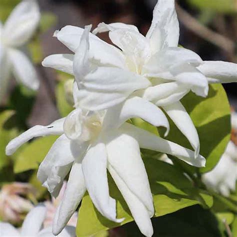 Royal Jasmine Plant Getti Malli Santhi Online Plants Nursery