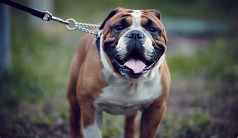 So finding the best food for english bulldog pets is vital. 15 Best Watchdog Breeds - Dog Notebook