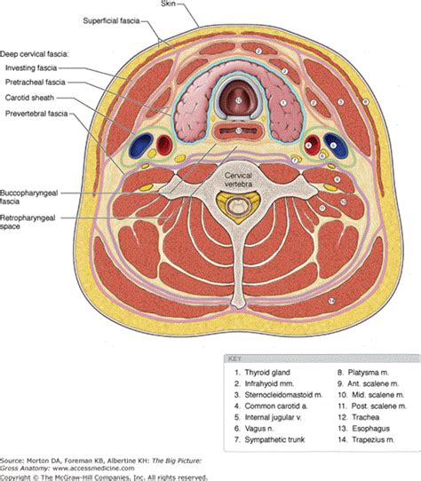 Accessmedicine Content Neck Muscle Anatomy Anatomy Of The Neck