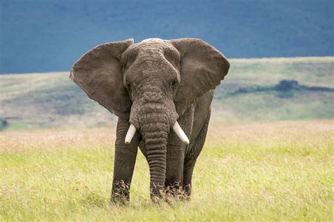 Elephant Ngorongoro Crater Tanzania By Andrew Goodall Redbubble