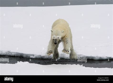 Polar Bear Ursus Maritimus Jumping Between Ice Floes Spitsbergen