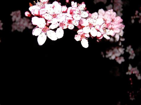 Cherry Blossom Backgrounds Wallpaper Cave