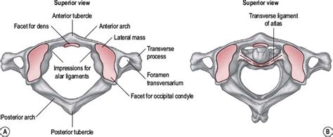 Upper cervical spine | Musculoskeletal Key