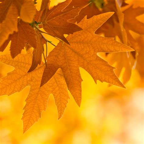 Free Wallpapers For Apple Ipad Autumn Leaves