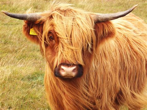 Highland Cow Wallpapers Wallpaper Cave