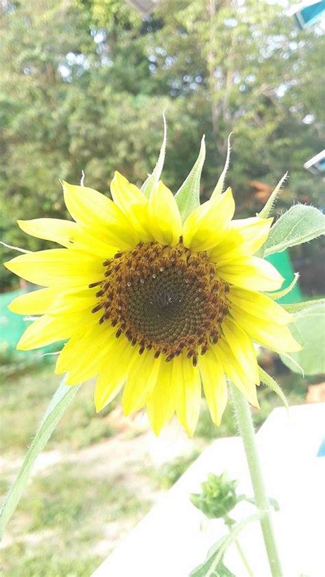 Generally, sunflower seeds are started directly in the garden. Growing Sunflowers From Seed - Thinglish Lifestyle
