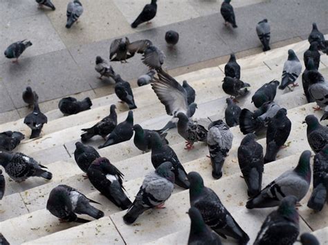 Having any type of pigeon there are a variety of tried and tested home remedies to help get rid of pigeons from trees, here's a few to consider before contacting a pest control professional Pigeon Control Pest Guide: How to Get Rid of Pigeons