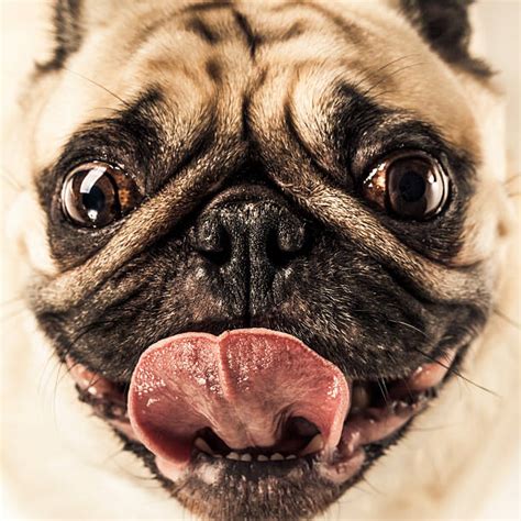 Ugly Pug Stock Photos Pictures And Royalty Free Images Istock