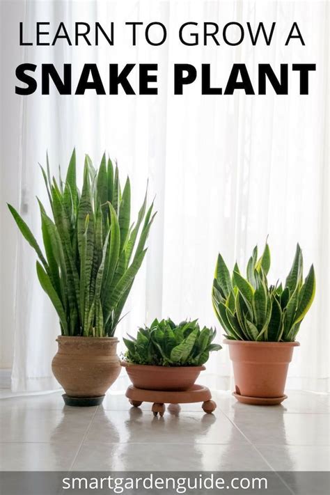Snake Plant Care Top Tips For Growing Sansevieria Smart Garden