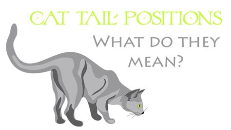 Cat Tail Position Meanings Catological