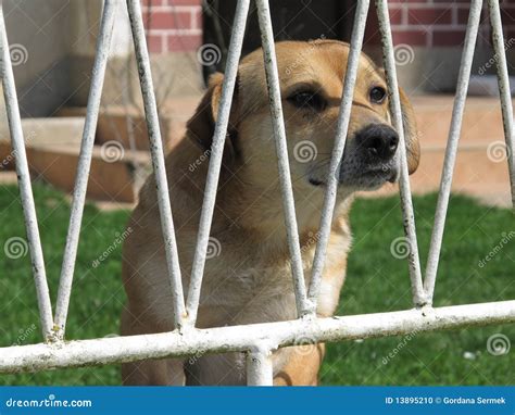 Dog Behind A Fence Stock Photo Image 13895210