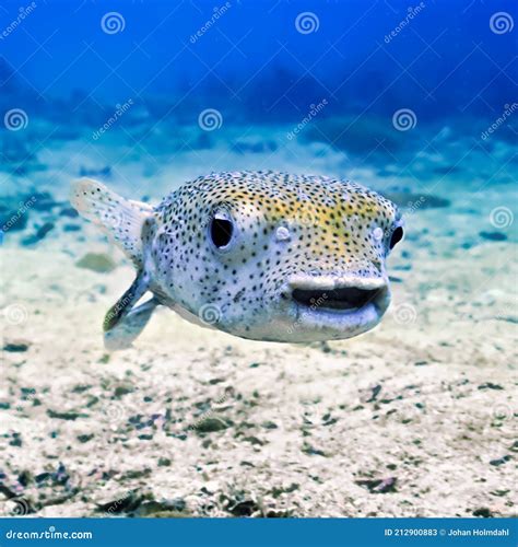 Funny And Cute Puffer Fish Smiling Stock Image Image Of Deep Fish