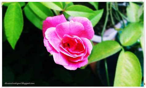 JENIS DAN NAMA - NAMA BUNGA (TANAMAN HIAS " BUNGA CANTIK ...