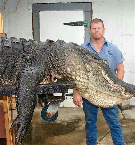 Biggest Gator Ive Ever Seen Okeechobee Okeechobee Florida Gator