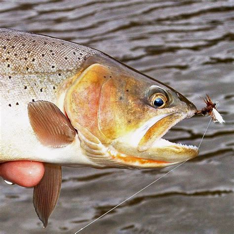 Utah Cutthroat Slam Catch 4 Native Trout In Utah