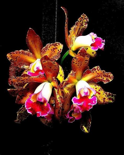 Orquídea Orchid Photo Orchids Photo Contest