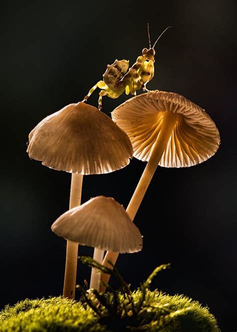 At Night In The Dark Forest Mushrooms Glow Greeting Card For Sale By