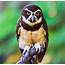 Spectacled Owl  Bird Britannica