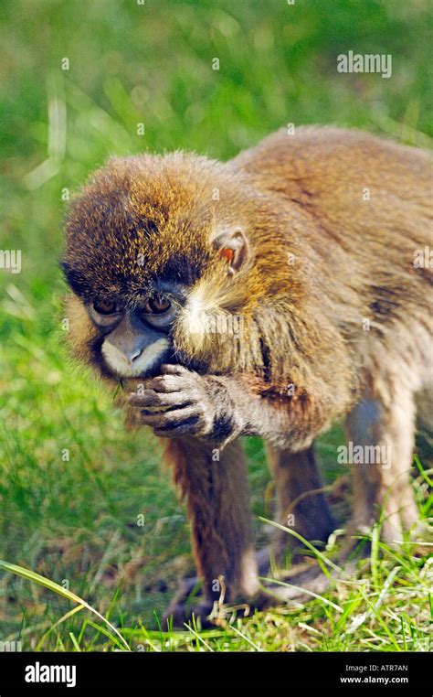 Moustached Guenon Monkey Hi Res Stock Photography And Images Alamy