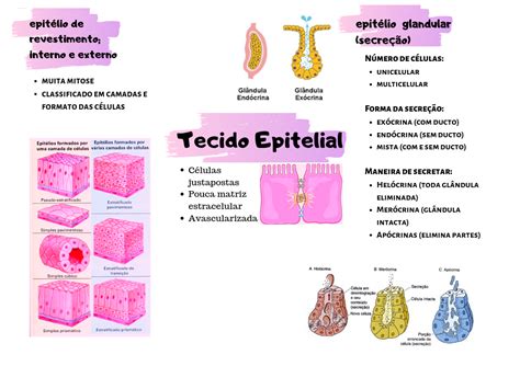 Mapa Conceitual Tecido Epitelial De Revestimento Fazma