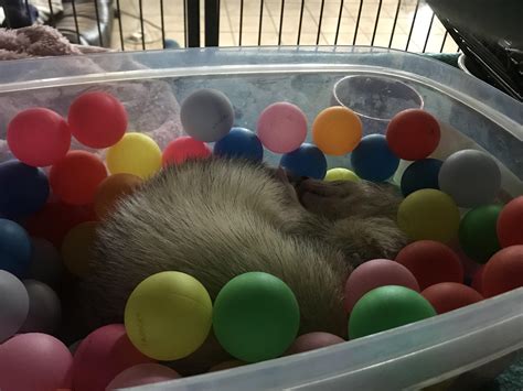 The Ferret Playground Is Temporarily Out Of Order So I Made A Ball Pit