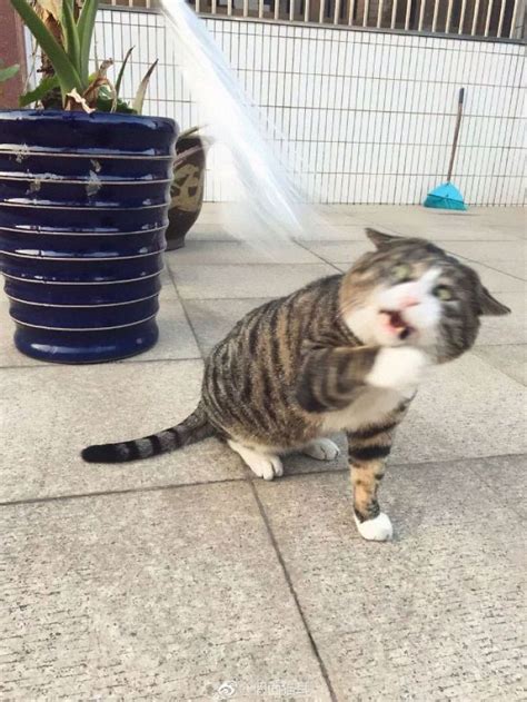 This Cat Is Going Viral For Its Hilariously Dramatic Reactions Cat