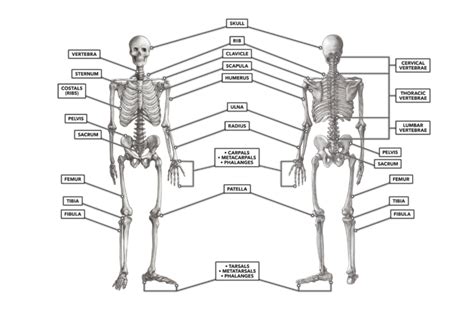 The muscles labelled in the anterior muscles diagram shown above are listed in bold in the following table CrossFit | The Skeleton: Anterior and Posterior Views