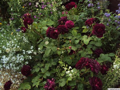 This will give you more than. 'Munstead Wood' Rose Photo