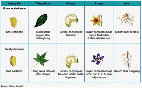 Tanaman asoka berbunga pada saat mendekati musim hujan. Dunia Sains: Tumbuhan berbunga dan tidak berbunga