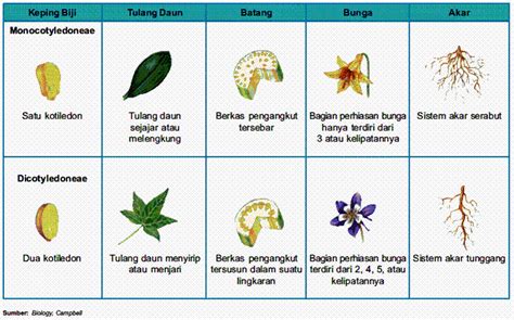 Bagi tumbuhan yang berbunga, ia mampu menghasilkan bunga yang juga mengandugi organ pembiakan. Dunia Sains: Tumbuhan berbunga dan tidak berbunga