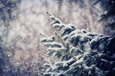 Gentle Snow By Bash Xero On 500px Winter Scenes Scenery Winter Wonder