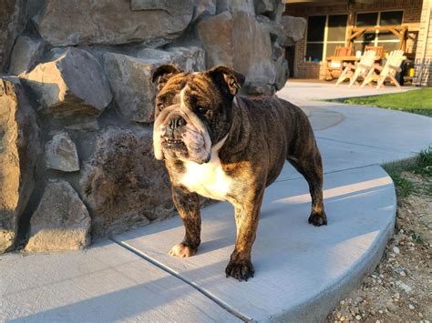 Update from Diana Prince’s... - Lone Star Bulldog Club Rescue | Facebook