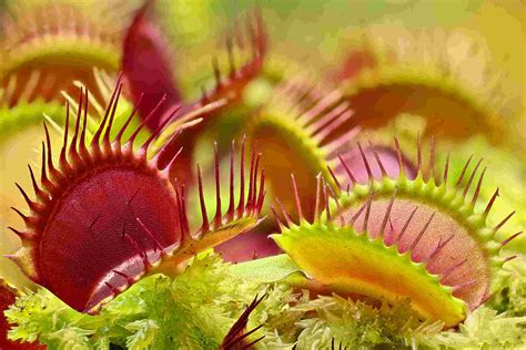 Es gibt viel zu tun für den gärtner. Sonderschau zu fleischfressenden Pflanzen im Botanischen ...