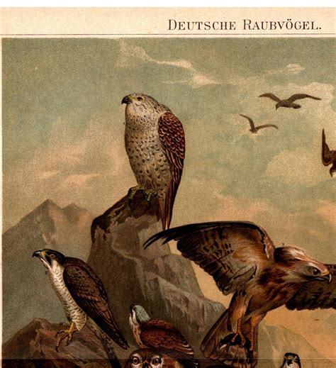Lithograph German Birds Of Prey Original Vintage From 1897 Etsy