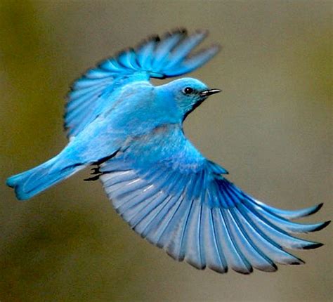 Blue Bird Flying Drawing At Explore Collection Of