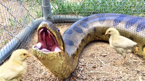 Snake Anaconda Eat