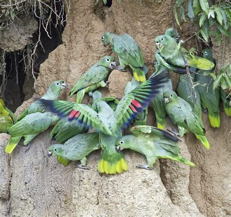 Parrot Encyclopedia Southern Mealy Amazon World Parrot Trust