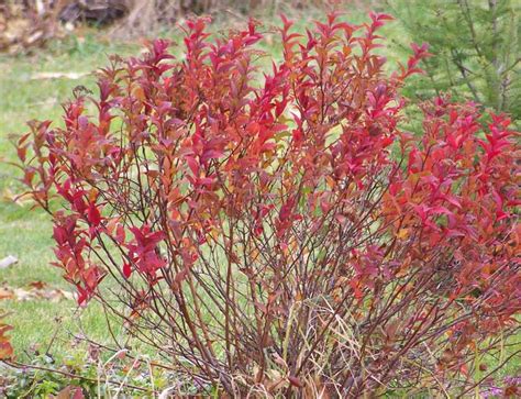 How To Grow And Care For Spirea Bushes Gardeners Path