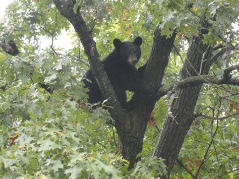 Pine Brook Bears Come Down From Tree, Walked to Woods | Montville, NJ Patch