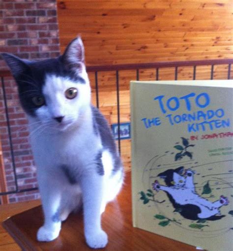 Toto The Tornado Kitten Grows Up And Inspires A Childrens Book About