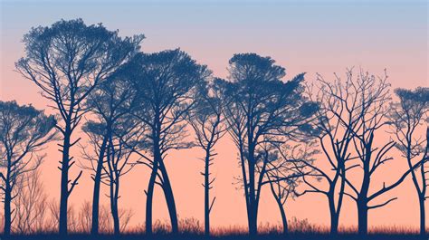 Twilight Trees Silhouette Sunset Tree Line Peaceful Tree Backdrop