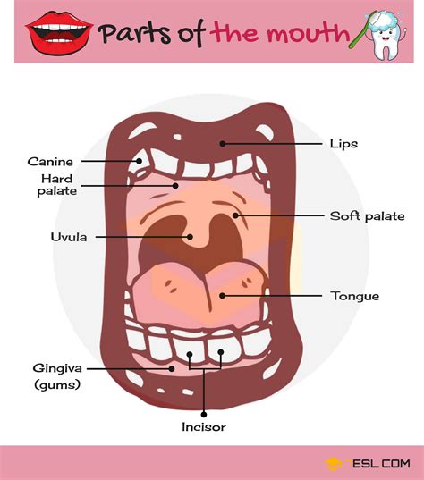 Parts Of The Mouth Useful Mouth Parts Names With Pictures • 7esl