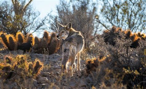 Coyotes In Las Vegas How To Have A Safe Encounter Local Las Vegas